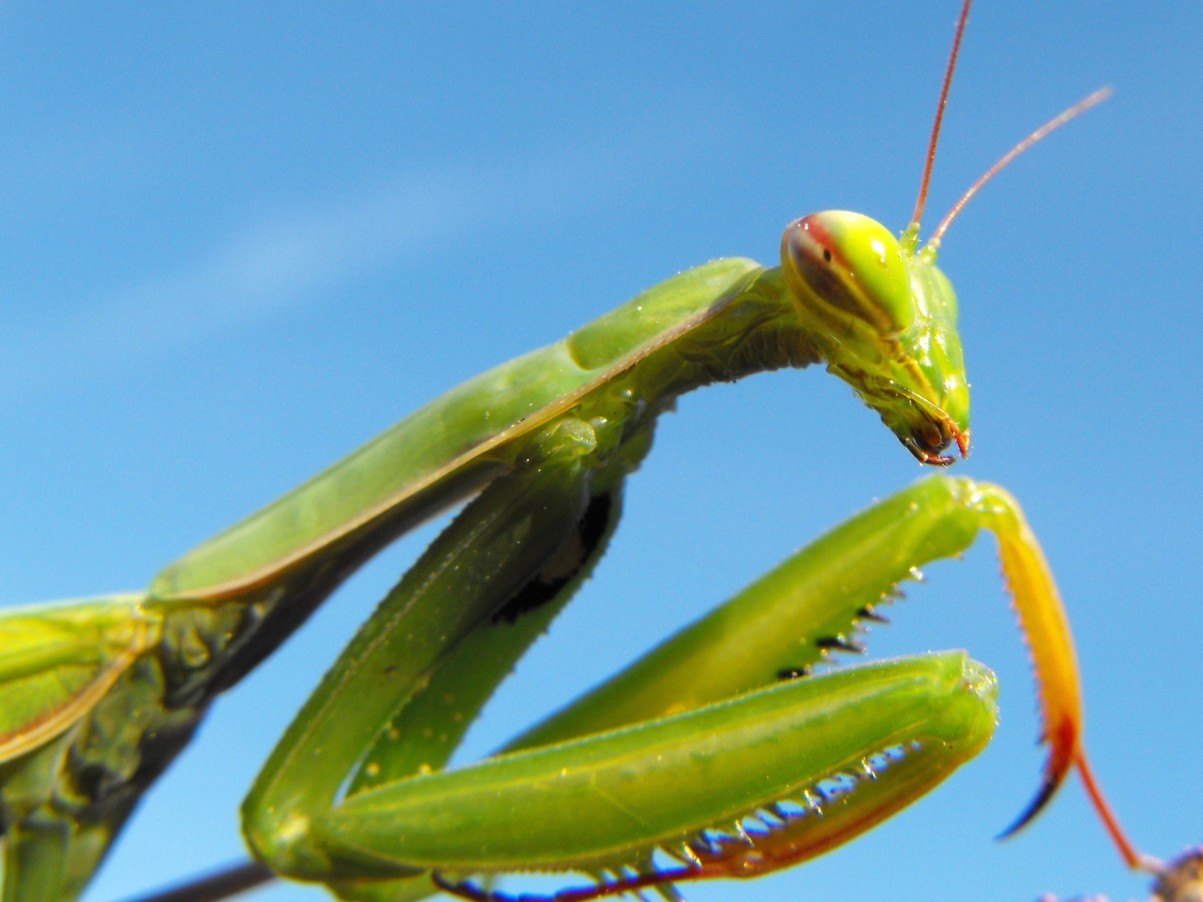 Mantis religiosa